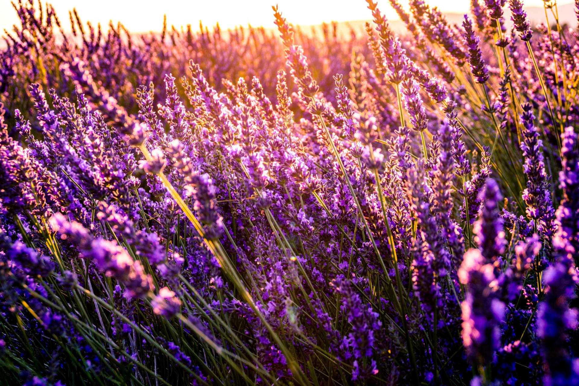 campos de lavanda